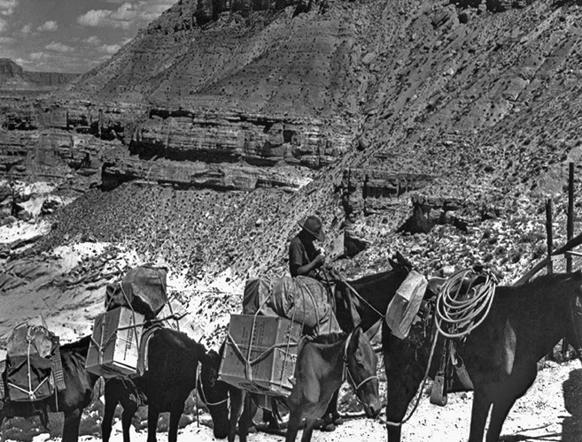 A black-and-white photograph of three mules carrying mail in the Grand Canyon, one of them being ridden by a man wearing a hat. 