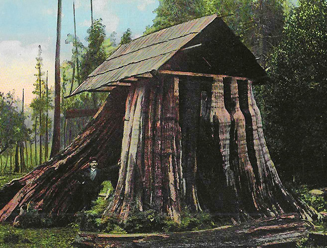 A colorful drawing of a tree stump with a roof and a man standing beside it.