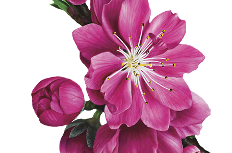 Peach blossom sprig.