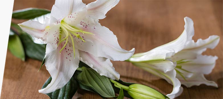 A white lily on a table.