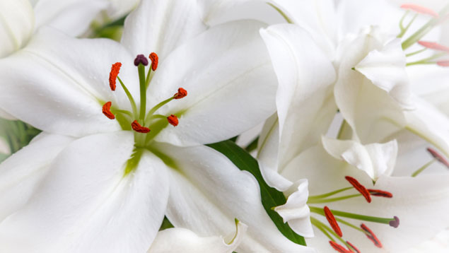 Un primer plano de flores con pétalos blancos.
