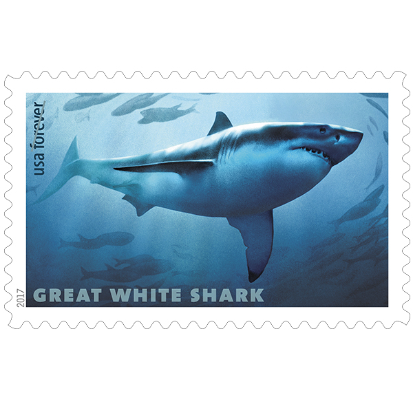 Pictures shark great a of white Pictures shark great a of white