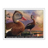 Black-Bellied Whistling-Ducks 2020-2021 image