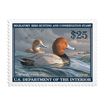 Redhead Duck 2022-2023 Federal Duck Stamps