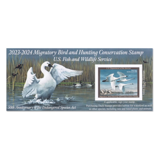 Tundra Swans 2023-2024 Federal Duck Stamp Souvenir Sheet