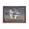 Tundra Swans 2023-2024 Federal Duck Stamps