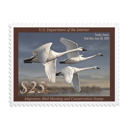 Tundra Swans 2023-2024 Federal Duck Stamps