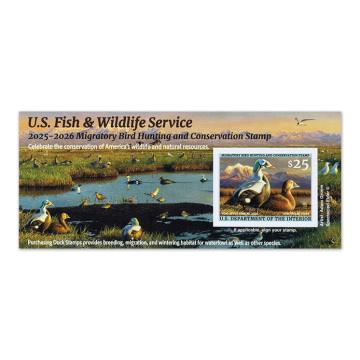Spectacled Eiders 2025-2026 Federal Duck Stamp Souvenir Sheet