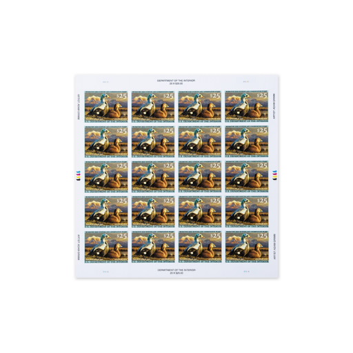 Spectacled Eiders 2025-2026 Federal Duck Stamps