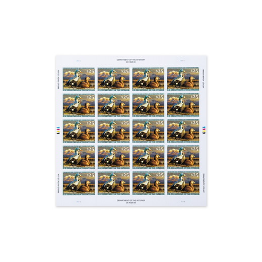 Spectacled Eiders 2025-2026 Federal Duck Stamps