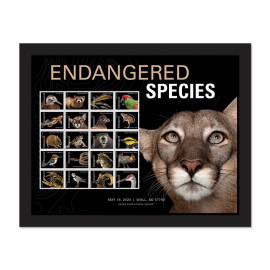 Endangered Species Framed Stamps (Florida Panther)