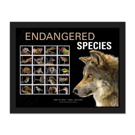 Endangered Species Framed Stamps (Mexican Gray Wolf)
