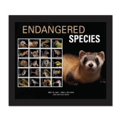 Endangered Species Framed Stamps - Black-footed Ferret image