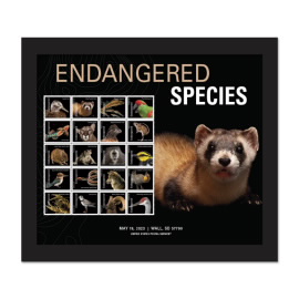 Endangered Species Framed Stamps (Black-footed Ferret)