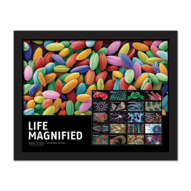 Life Magnified Framed Stamps