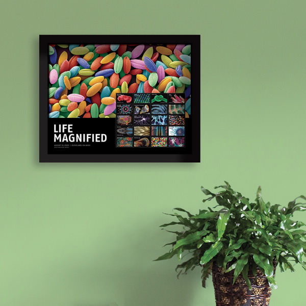 Life Magnified Framed Stamps