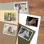 Horses Stamps