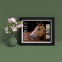 Horses Framed Stamps, Chestnut in Halter