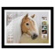 Horses Framed Stamps, Palomino