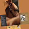 Horses Stamp Portfolio