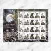 Bald Eagle: Hatchling to Adult Stamps