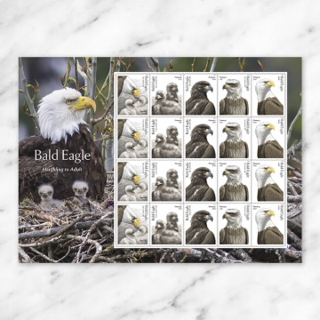Bald Eagle: Hatchling to Adult Stamps