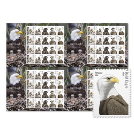 Bald Eagle: Hatchling to Adult Press Sheet with Die-Cuts