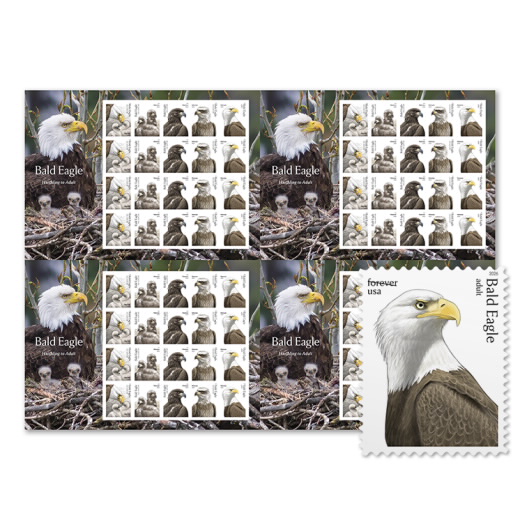 Bald Eagle: Hatchling to Adult Press Sheet without Die-Cuts