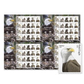 Bald Eagle: Hatchling to Adult Press Sheet without Die-Cuts image