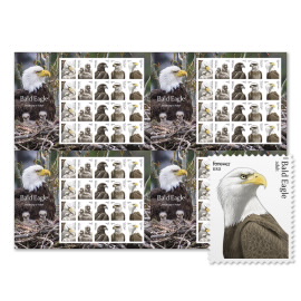 Bald Eagle: Hatchling to Adult Press Sheet without Die-Cuts