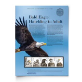 Bald Eagle: Hatchling to Adult American Commemorative Panel® image