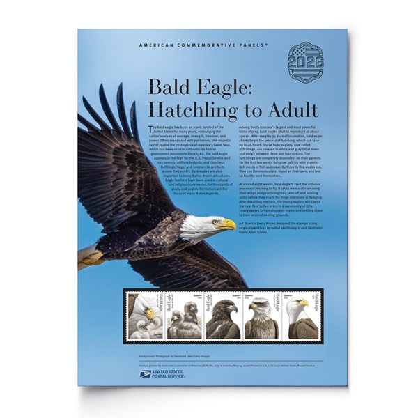 Bald Eagle: Hatchling to Adult American Commemorative Panel