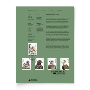Bald Eagle: Hatchling to Adult American Commemorative Cancellation Page