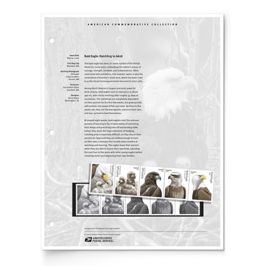 Bald Eagle: Hatchling to Adult American Commemorative Collection Page