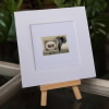 American Bison Matted Stamp