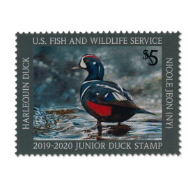 Jr Duck Harlequin 2019-2020