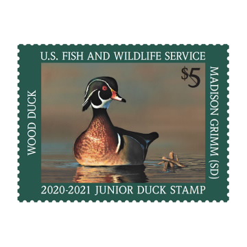 Wood Duck 2020-2021 Junior Duck Stamps
