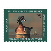 Jr Duck Wood Duck 2020-2021 image