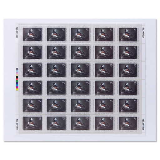 Hooded Mergansers 2021-2022 Junior Duck Stamps