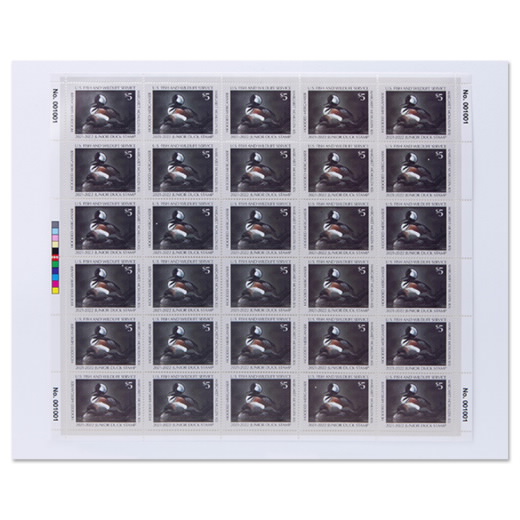 Hooded Mergansers 2021-2022 Junior Duck Stamps