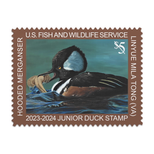 Hooded Merganser 2023-2024 Junior Duck Stamps
