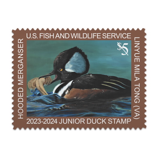 Hooded Merganser 2023-2024 Junior Duck Stamps