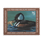 Jr Duck Hooded Merganser 2023-2024 image