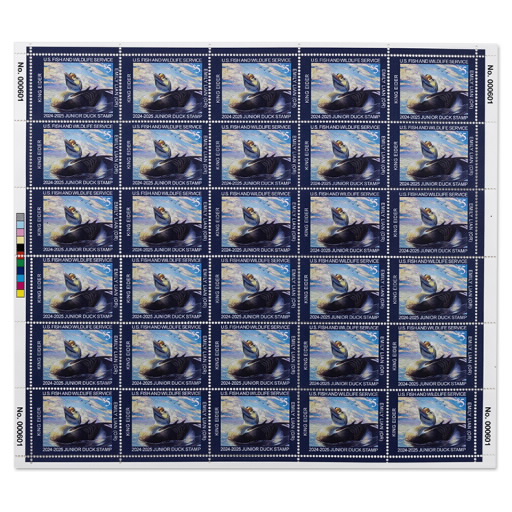 King Eider 2024-2025 Junior Duck Stamps