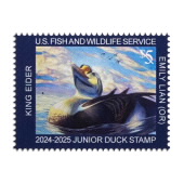 King Eider 2024-2025 Junior Duck Stamps image