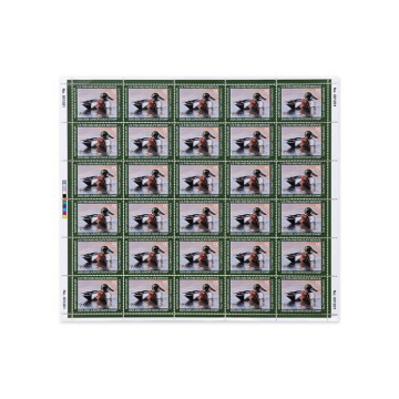 Northern Shoveler 2025-2026 Junior Duck Stamps