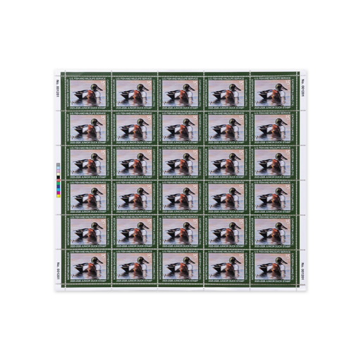 Northern Shoveler 2025-2026 Junior Duck Stamps