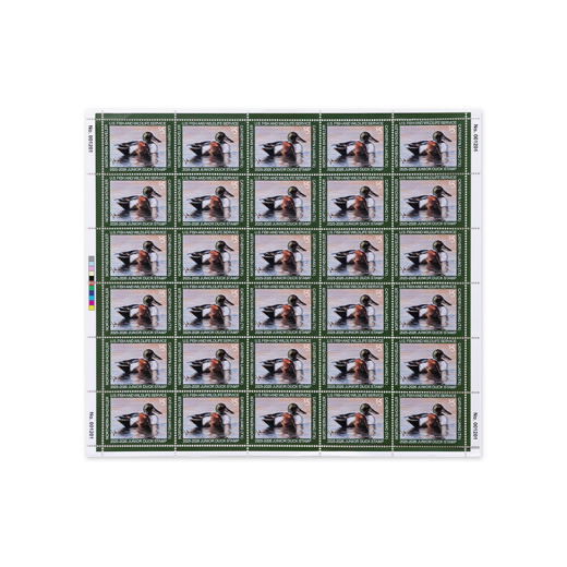 Northern Shoveler 2025-2026 Junior Duck Stamps