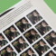 Pete Seeger Stamp Portfolio