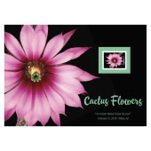 Cactus Flowers Large Pink Rose Flower Print image